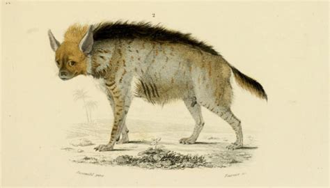 hyenes