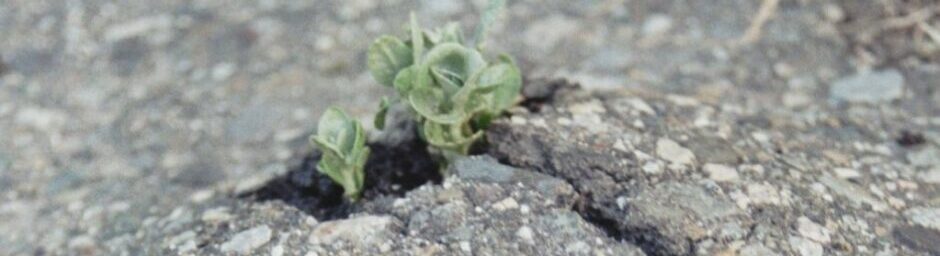 cropped-cropped-plante_trottoir-e1529853338479-2-1